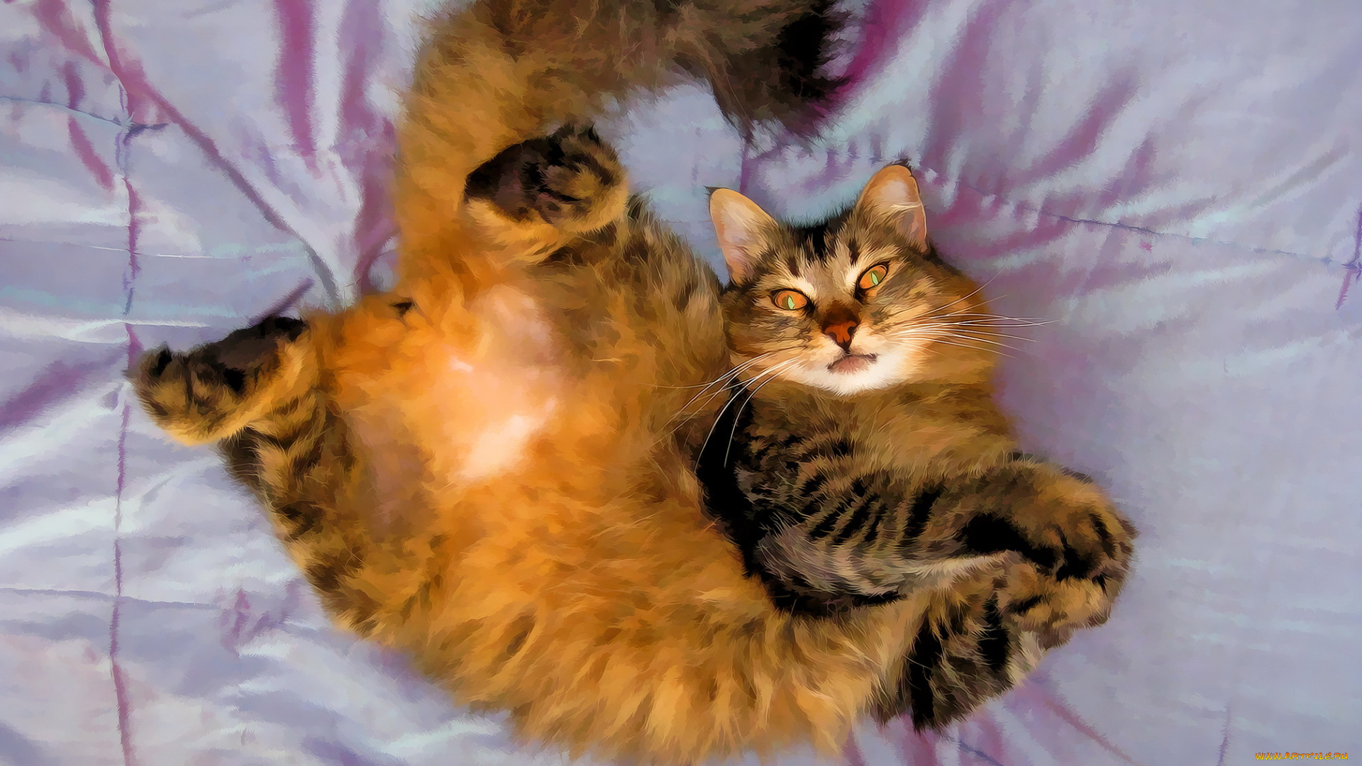 разное, компьютерный, дизайн, кот, фон