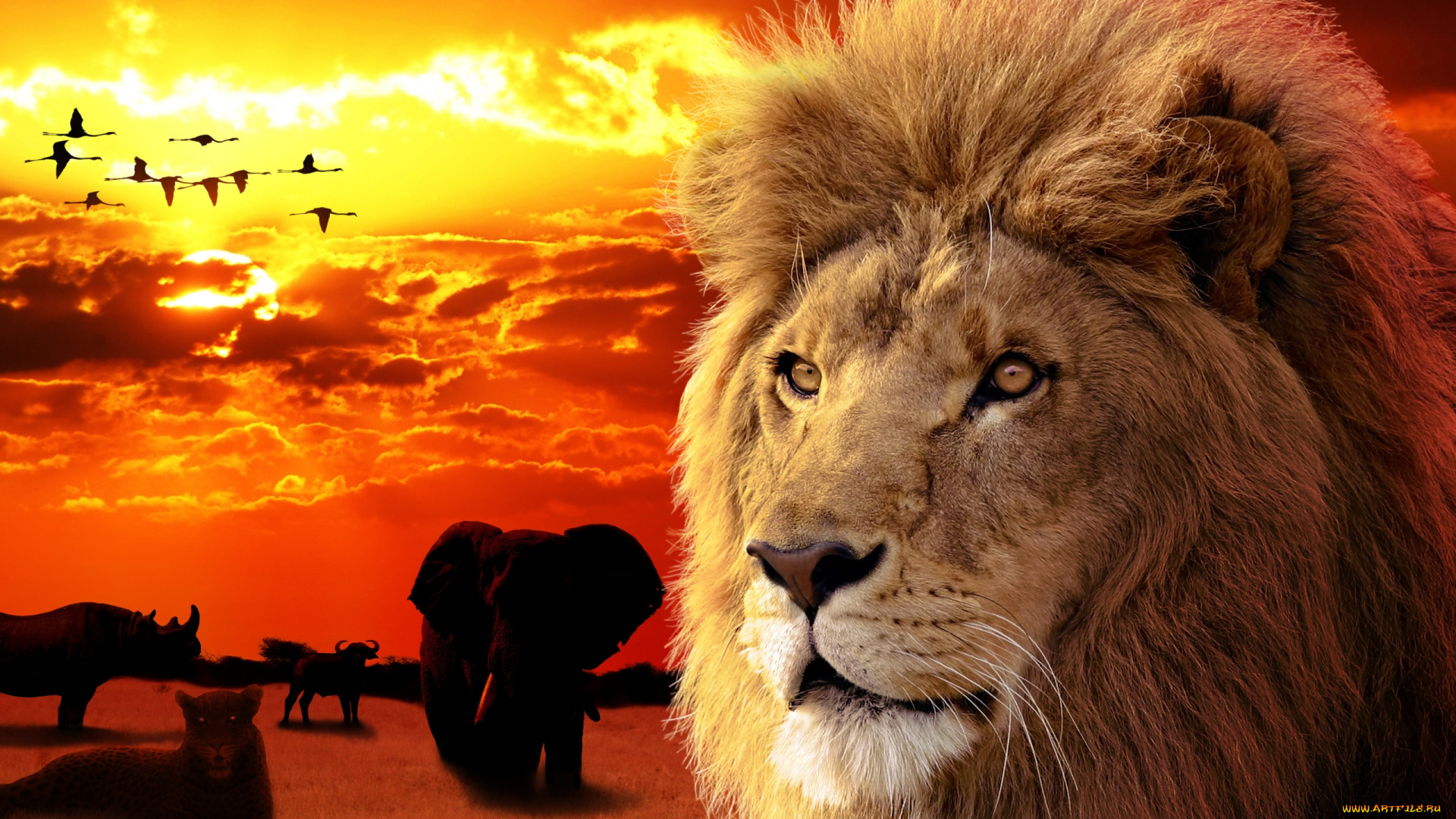 разное, компьютерный, дизайн, морда, зверь, красота, закат, лев