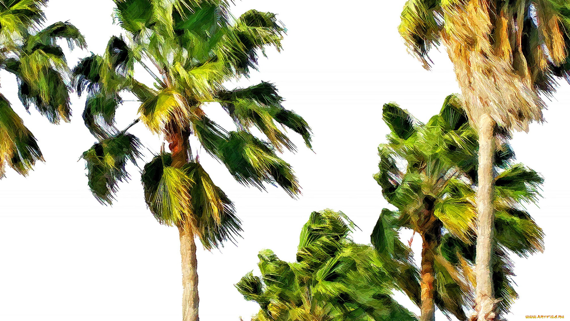разное, компьютерный, дизайн, пальмы