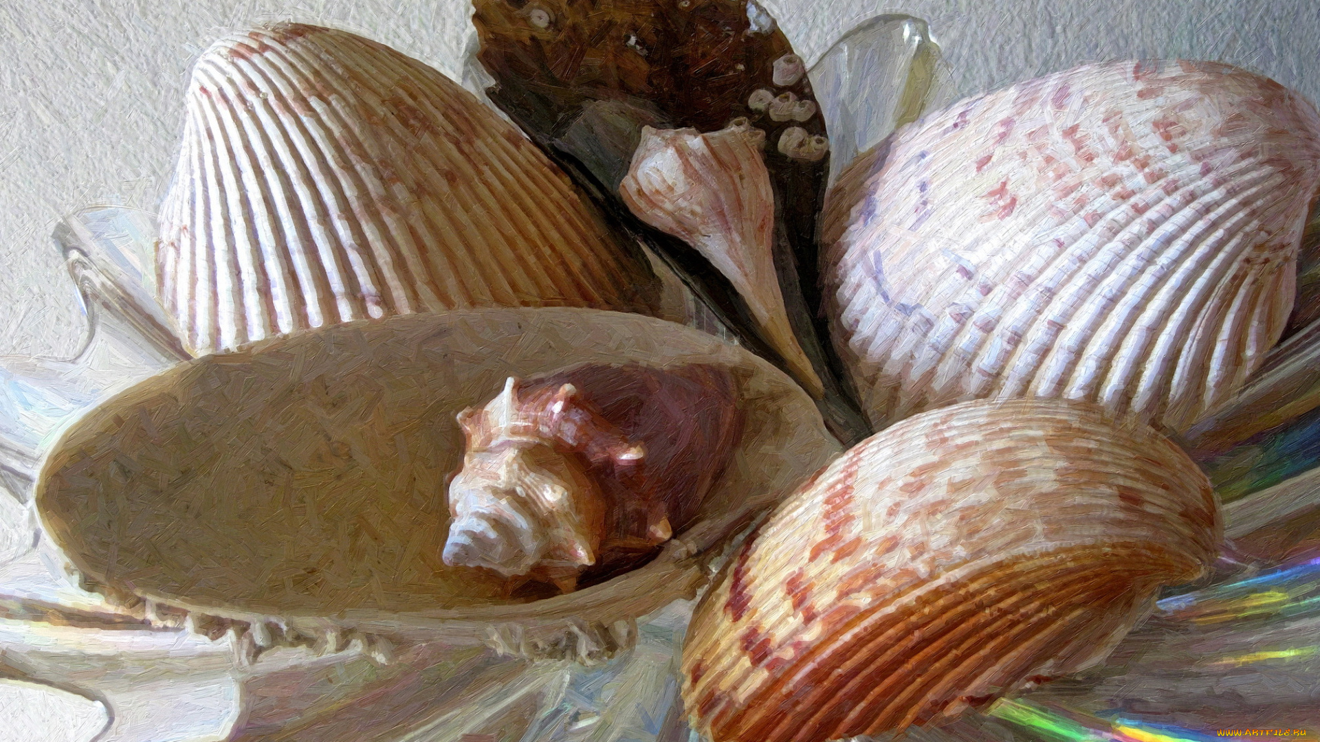 рисованные, -, другое, морские, ракушки