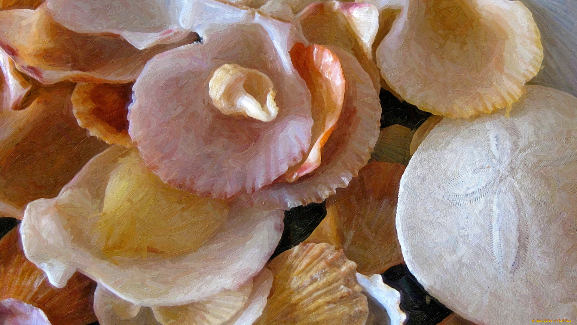 рисованные, -, другое, ракушки, морские