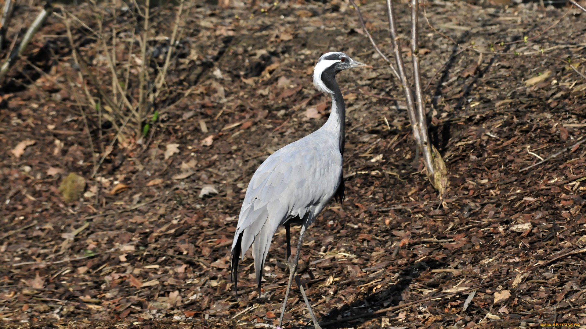 животные, аисты, аист, птица