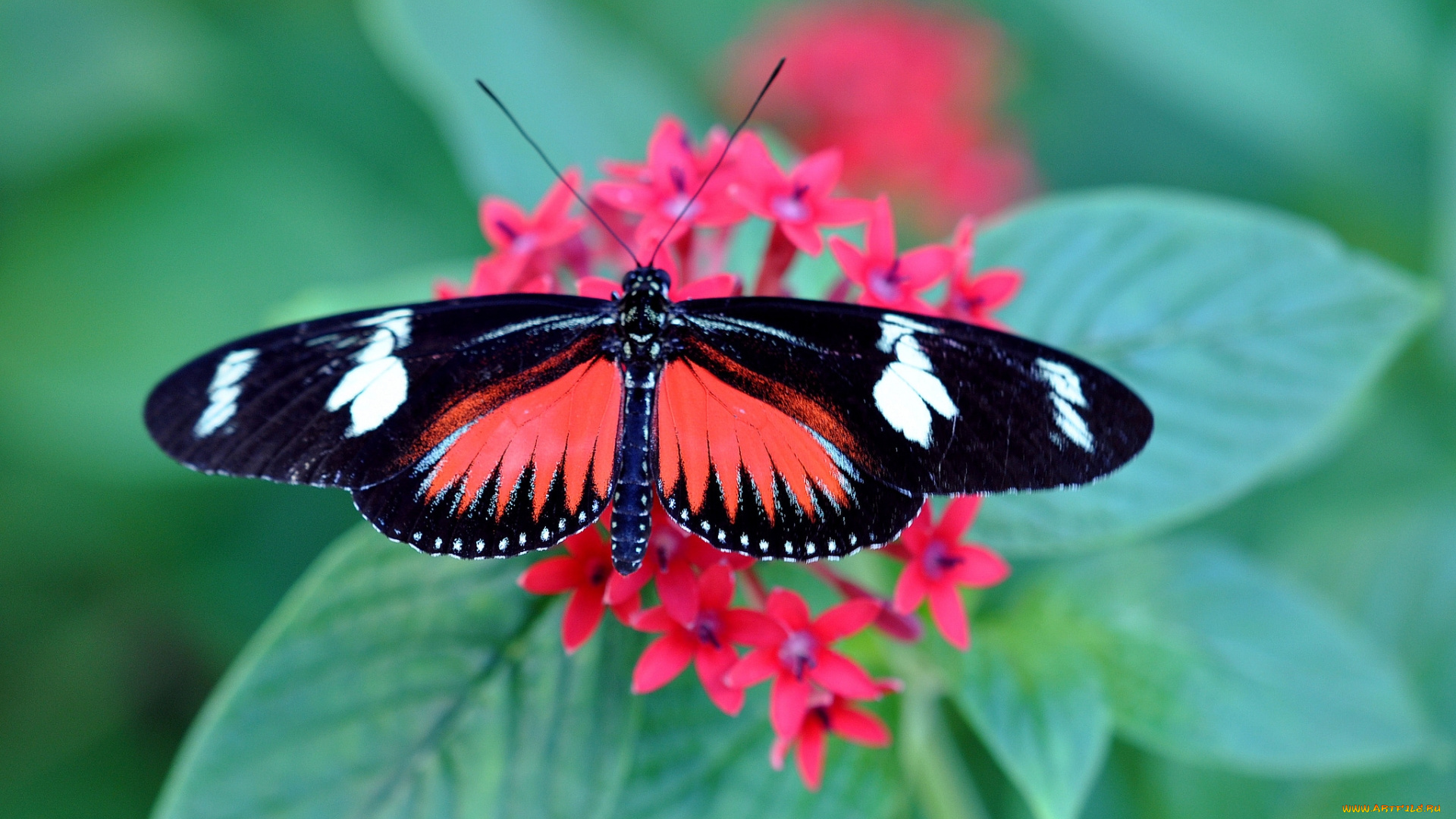 животные, бабочки, бабочка, цветок