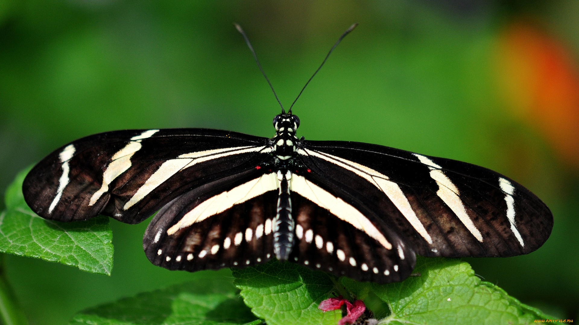 животные, бабочки, бабочка, листья