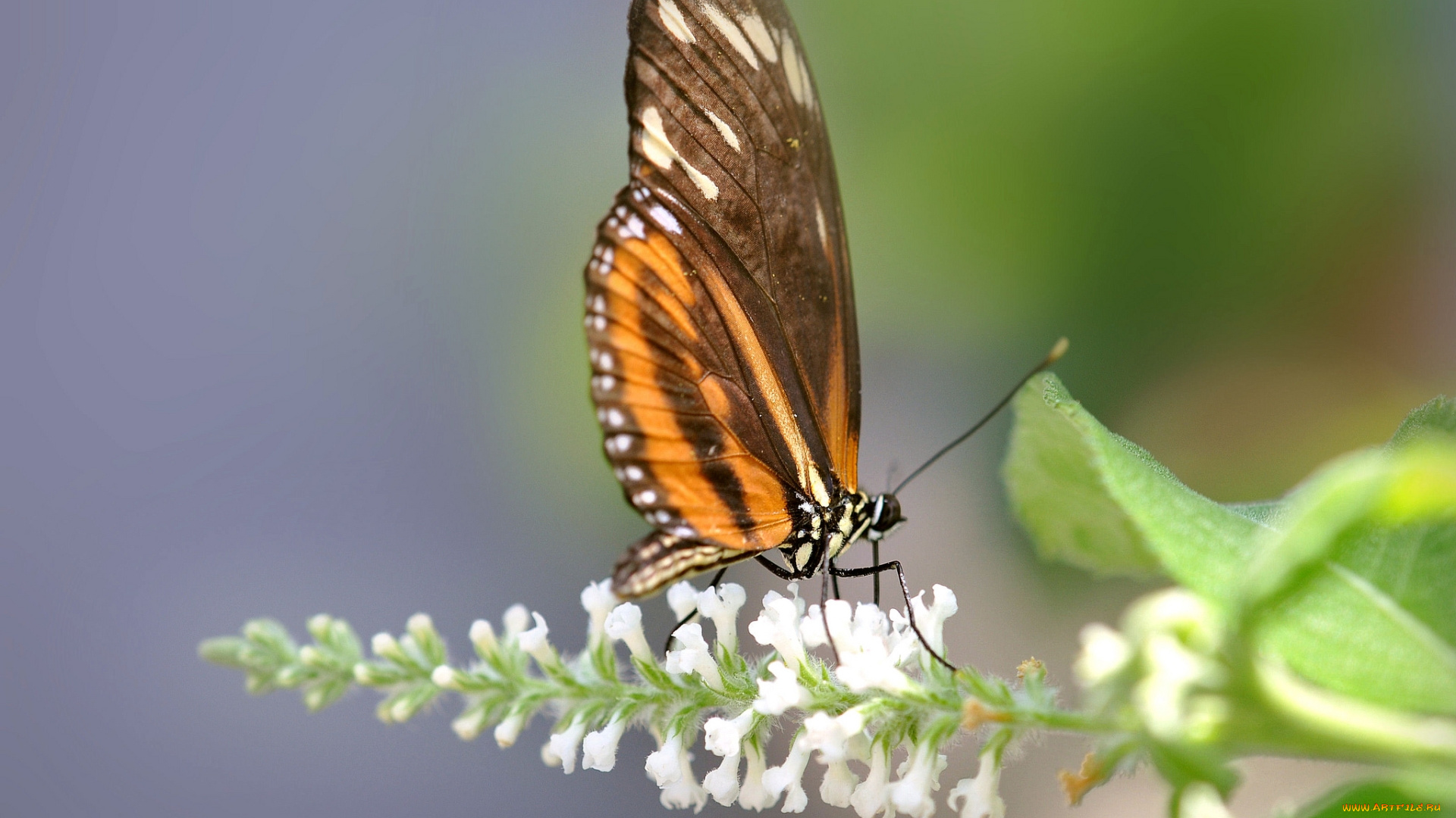 животные, бабочки, цветок, бабочка