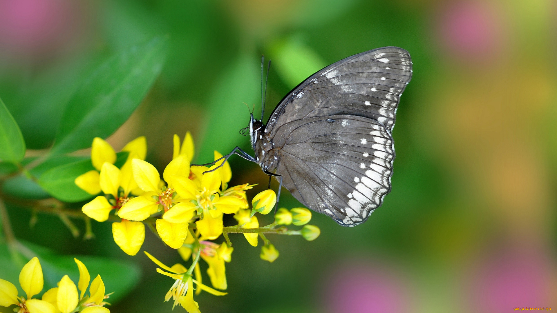 животные, бабочки, цветок, бабочка