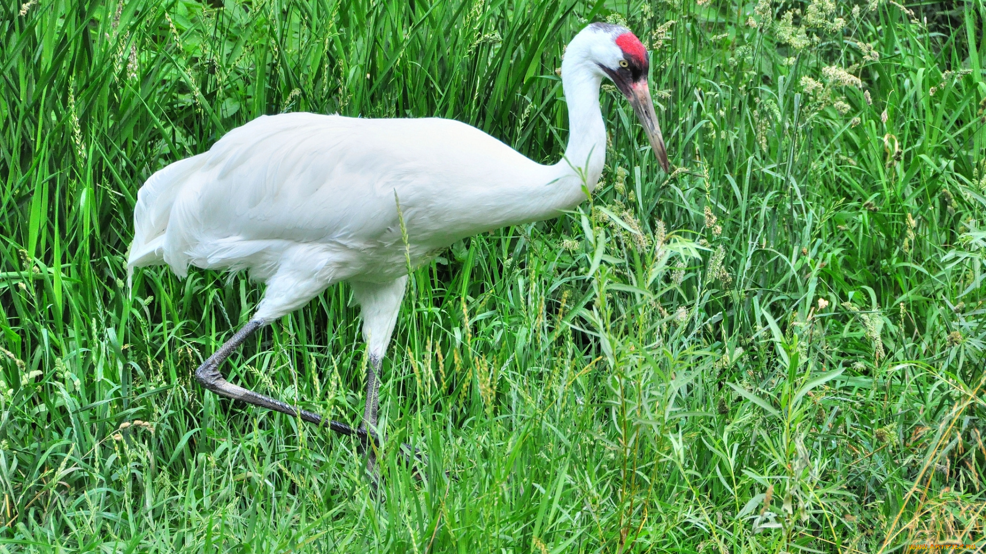 животные, цапли, цапля, трава