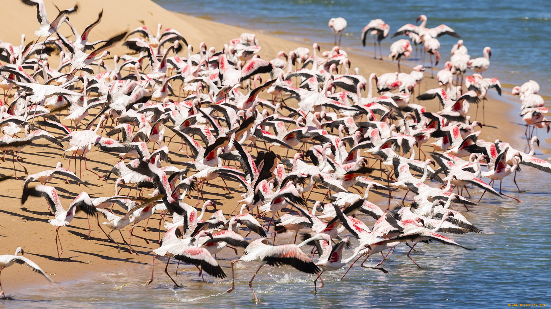 животные, фламинго, стая
