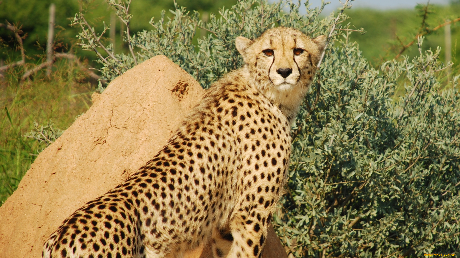 животные, гепарды, леопард, животное, камень, трава