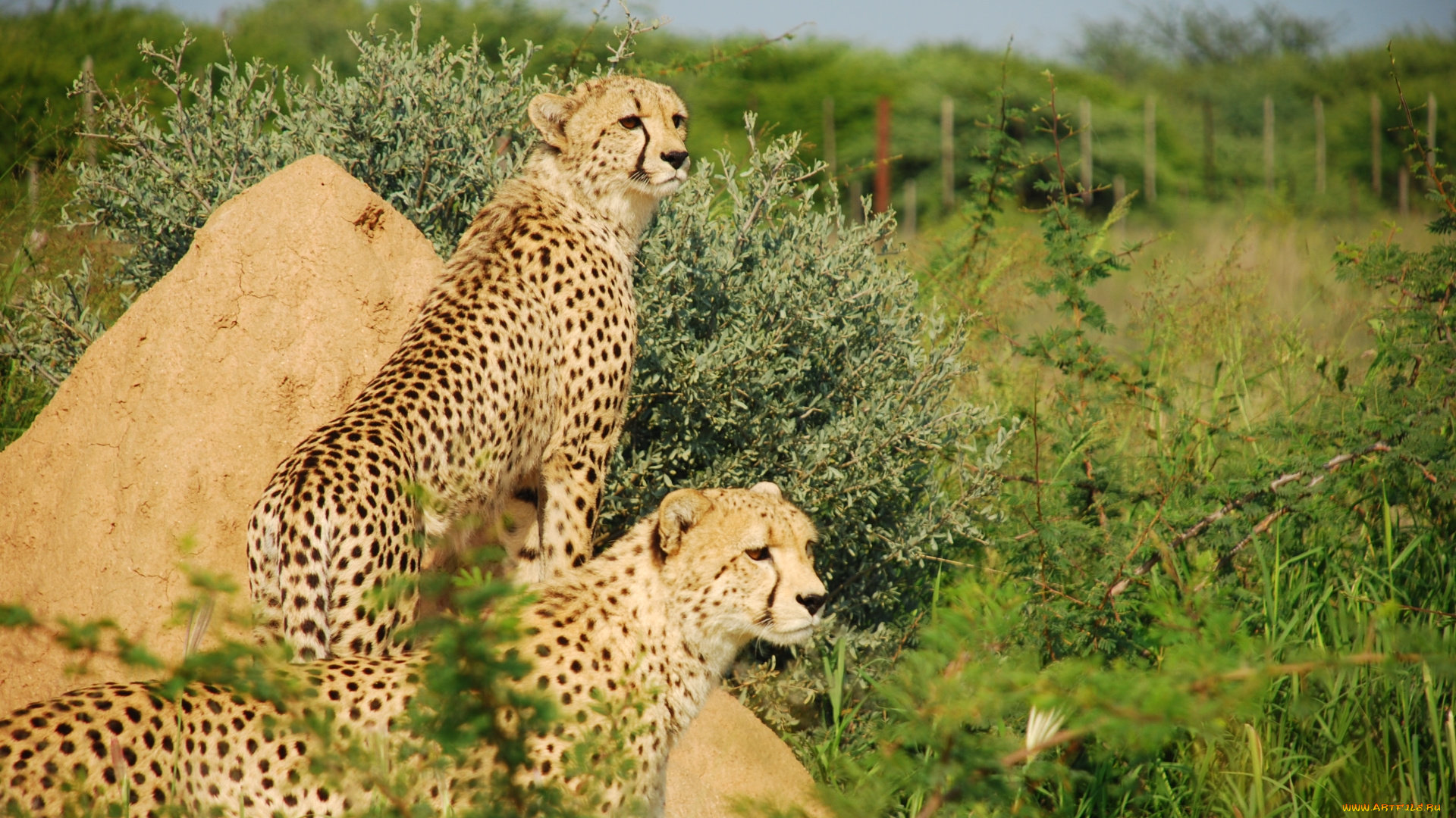 животные, гепарды, трава, камень, леопарды