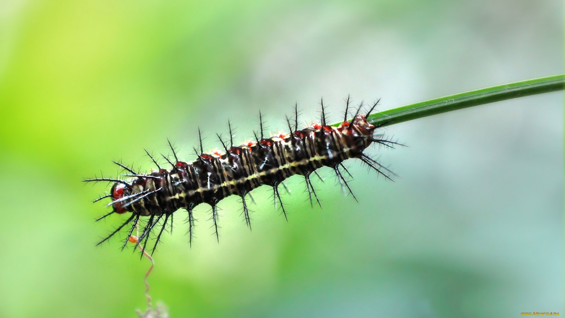 животные, гусеницы, веточка, гусеница