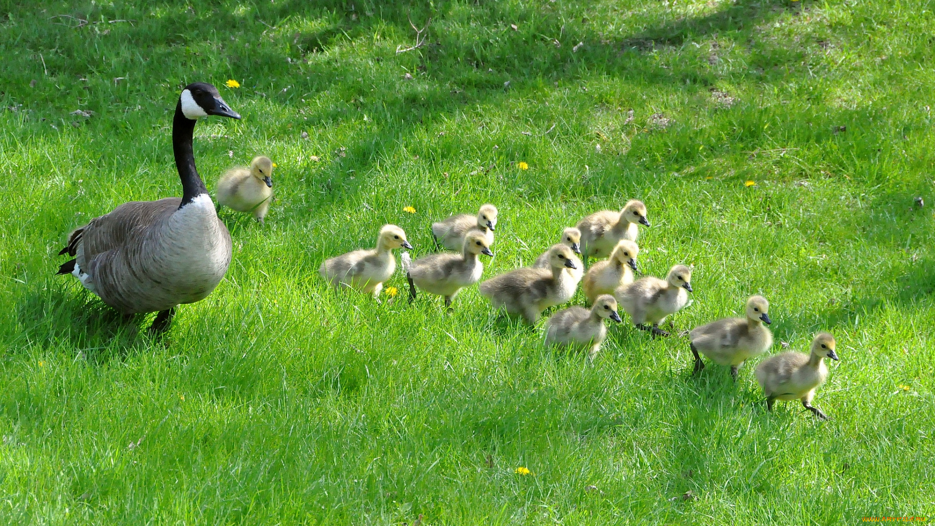 животные, гуси, гусята, трава, гусиха