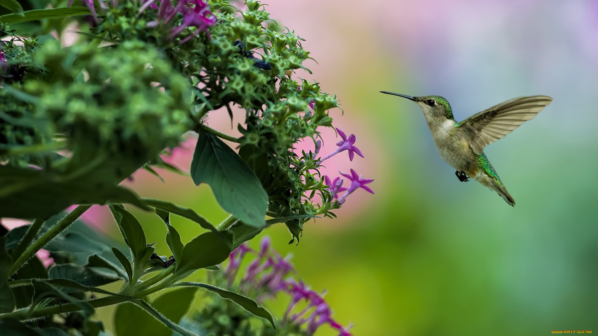 животные, колибри, кроха, полет
