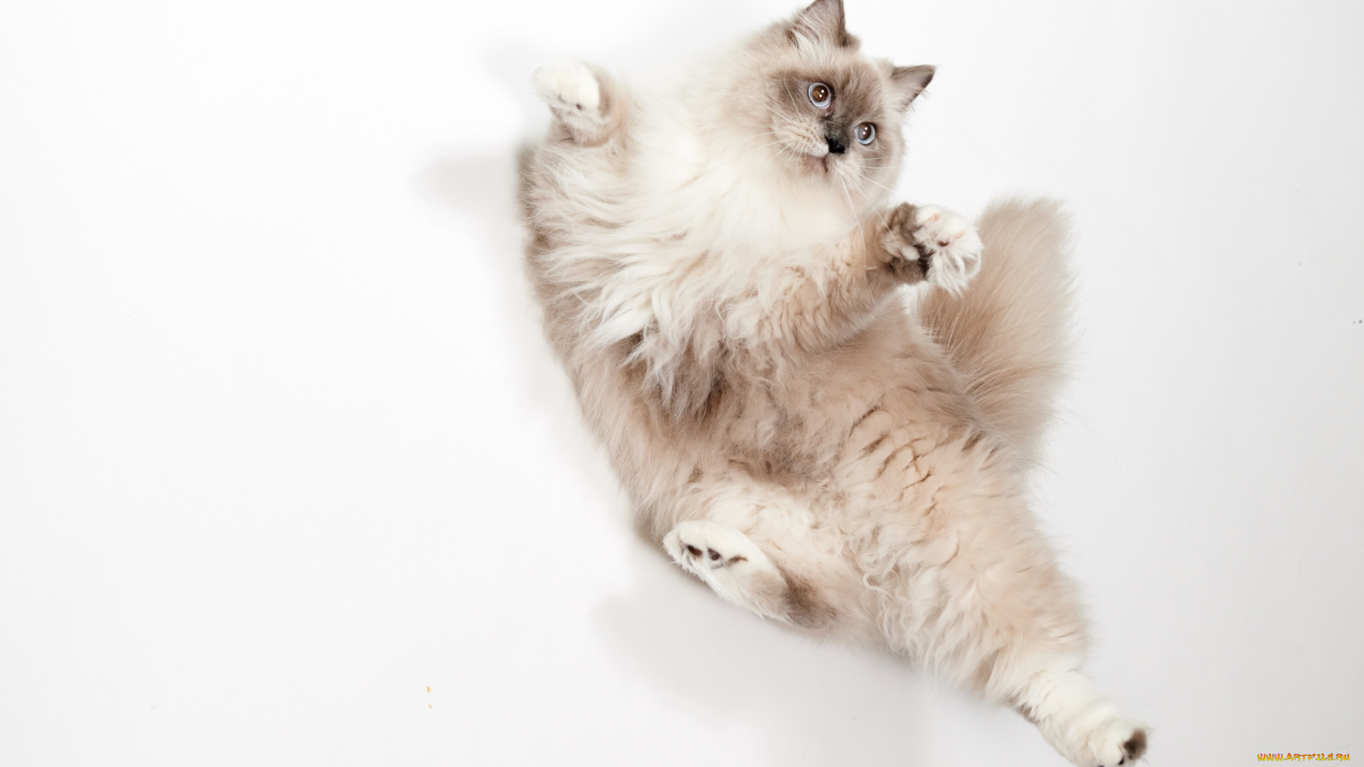 животные, коты, кошка, пушистая