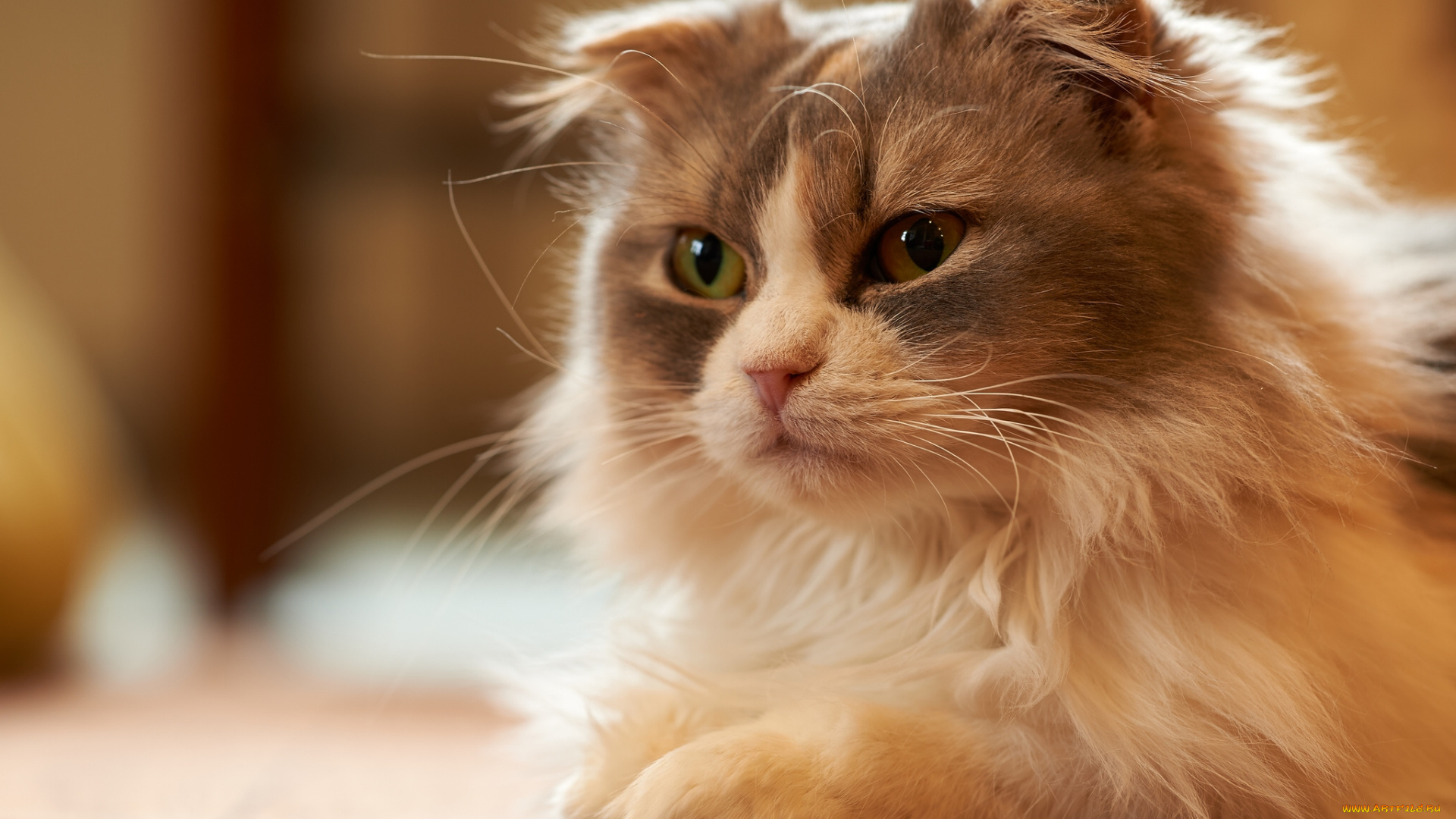 животные, коты, скоттиш-фолд, шотландская, вислоухая, кошка