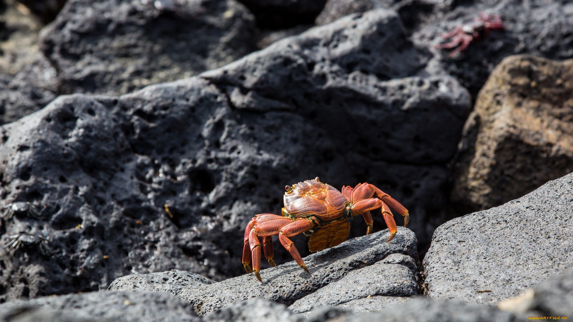 животные, крабы, , раки, камень, панцирь, клешни, краб