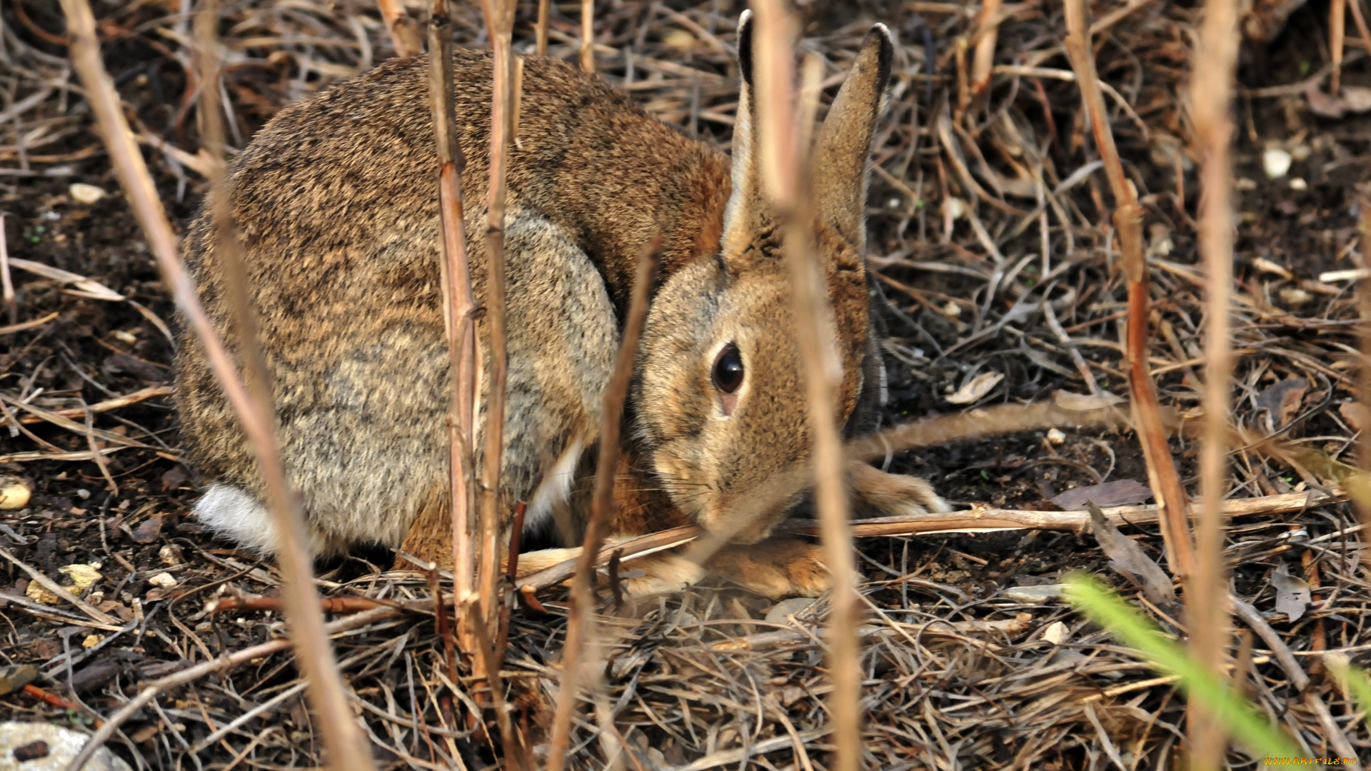животные, кролики, , зайцы, заяц, животное, камыш