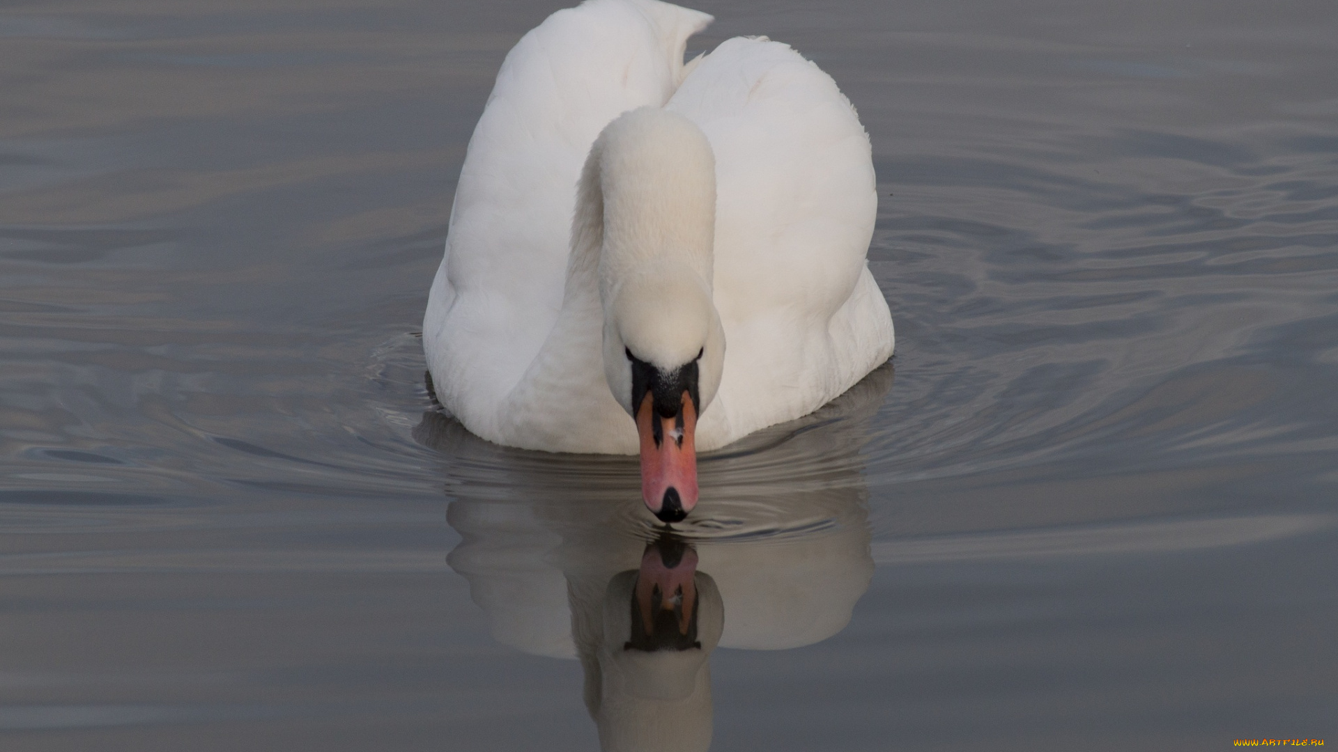 животные, лебеди, лебедь, вода, белый, грация