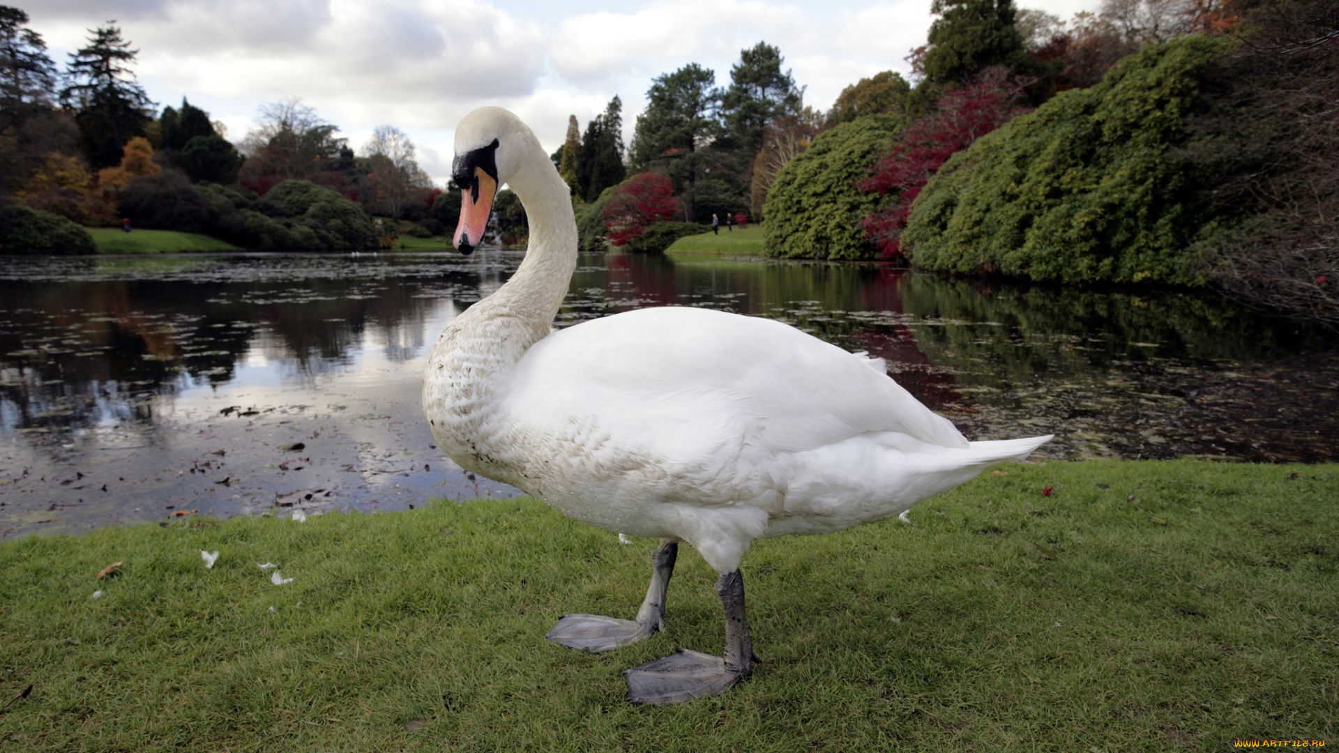 животные, лебеди, пруд, белый, лебедь