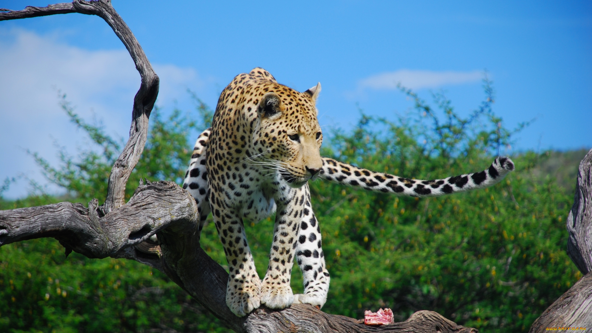 животные, леопарды, камень, животное, леопард, трава