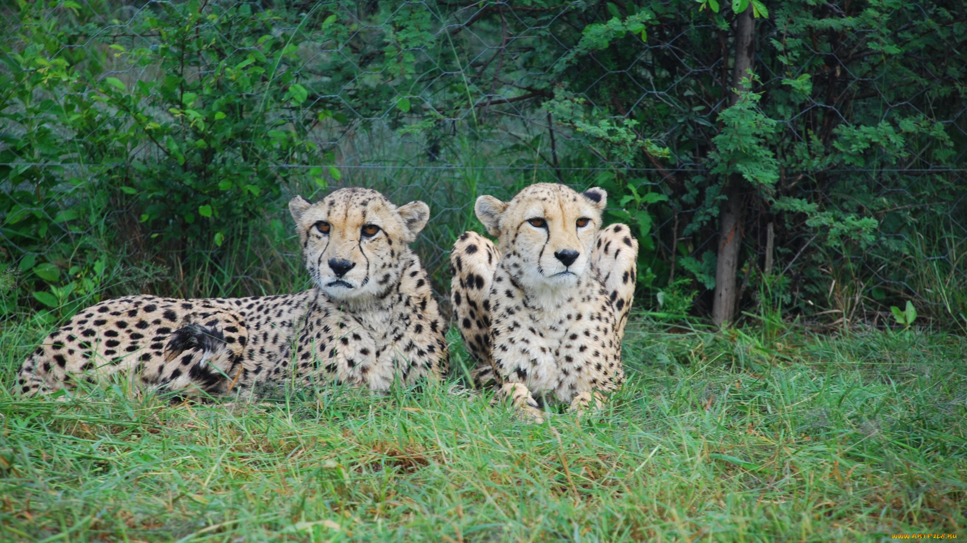 животные, леопарды, животное, трава