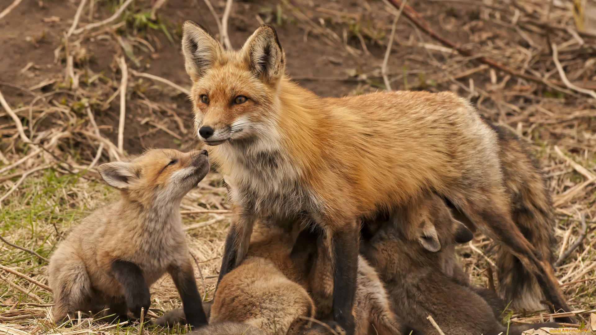 животные, лисы, мать, кормление