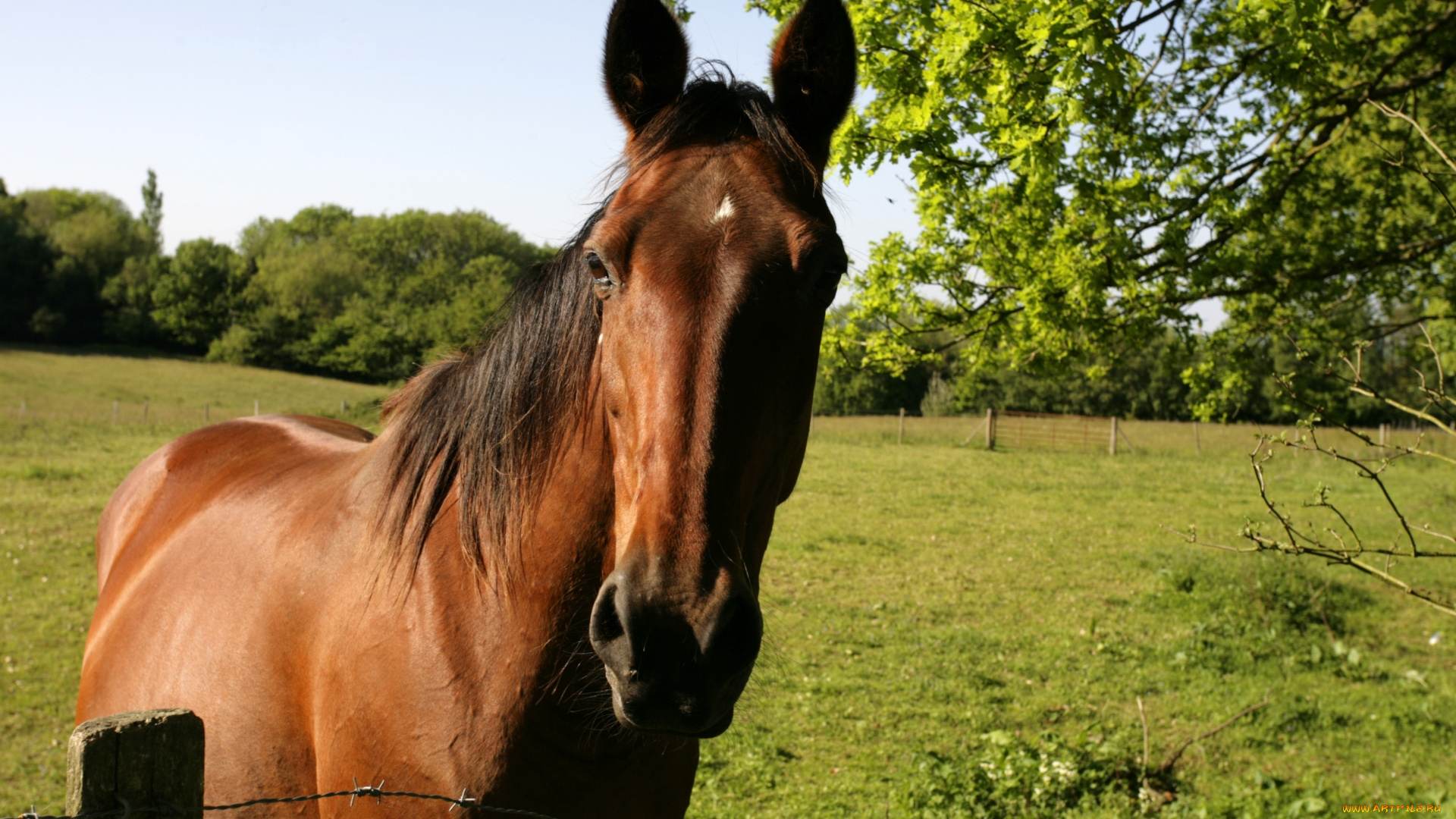 животные, лошади, лошадь, животное, поле