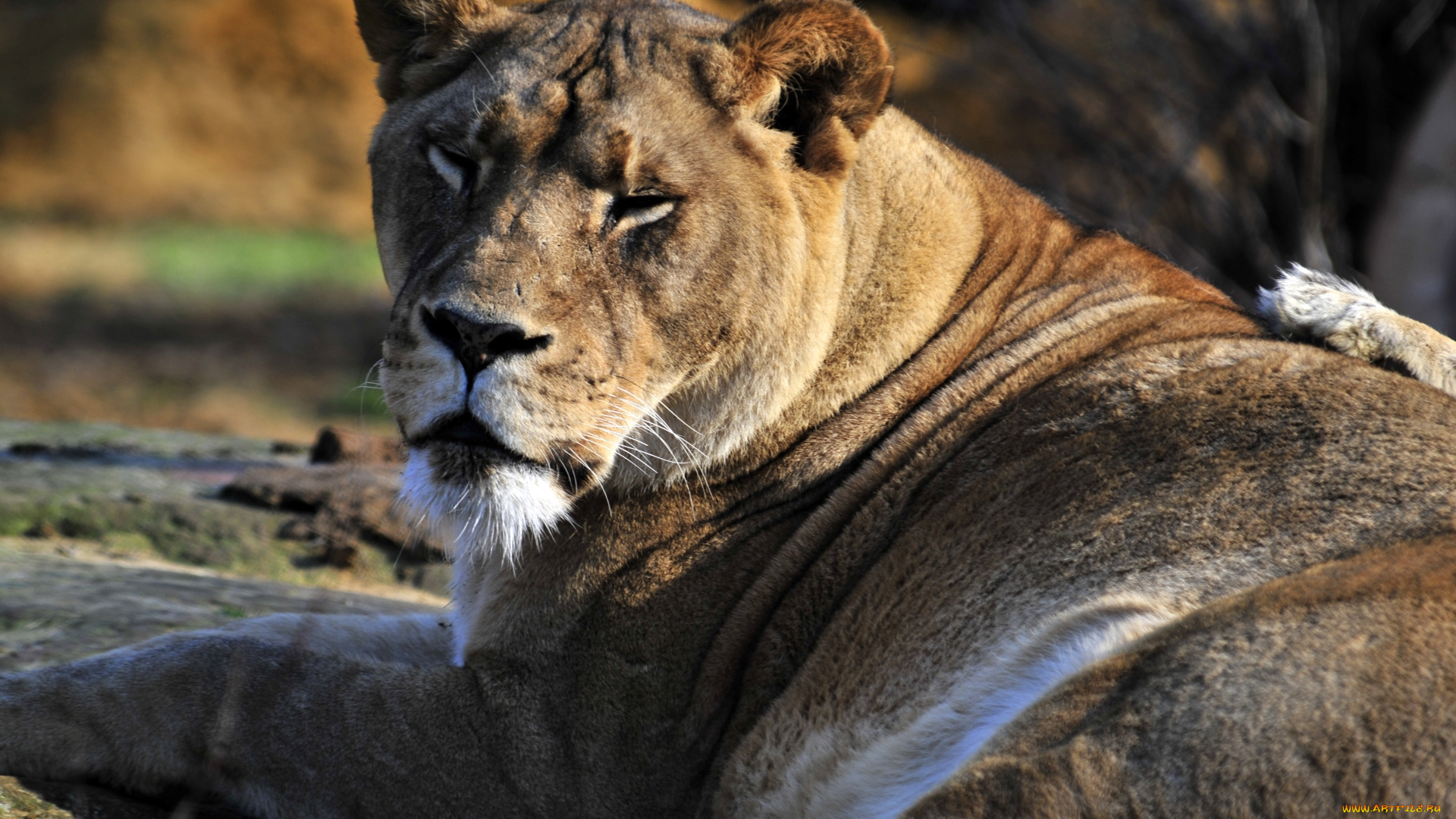 животные, львы, львица, взгляд, отдых