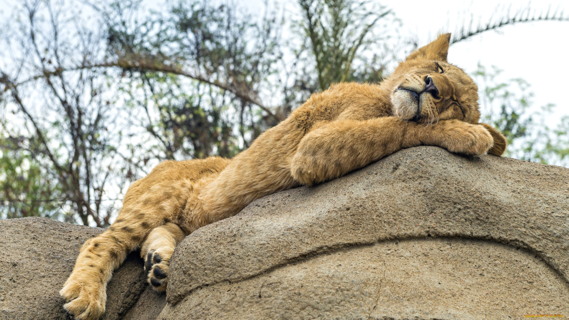 животные, львы, малыш, сон
