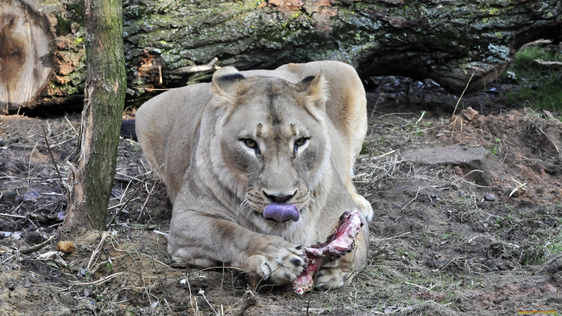 животные, львы, мясо, львица, еда