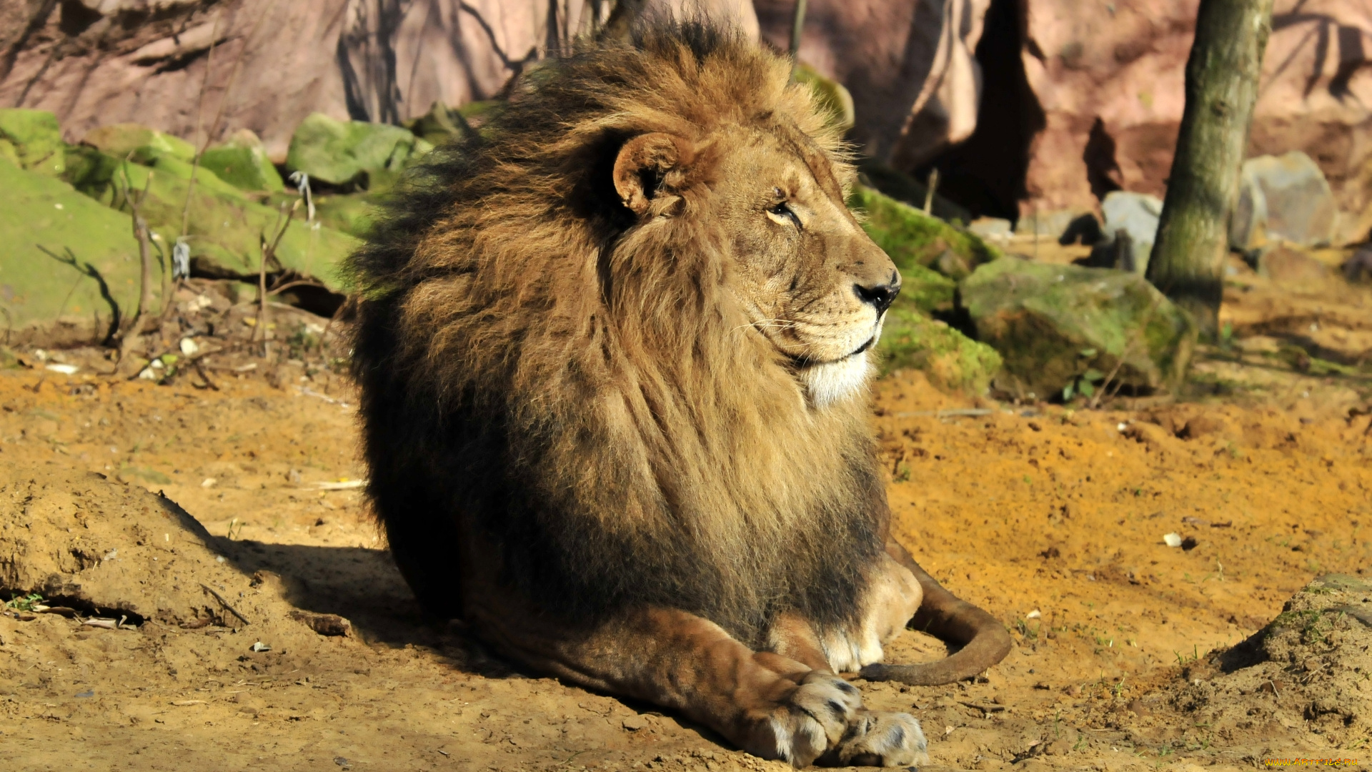 животные, львы, отдых, лев