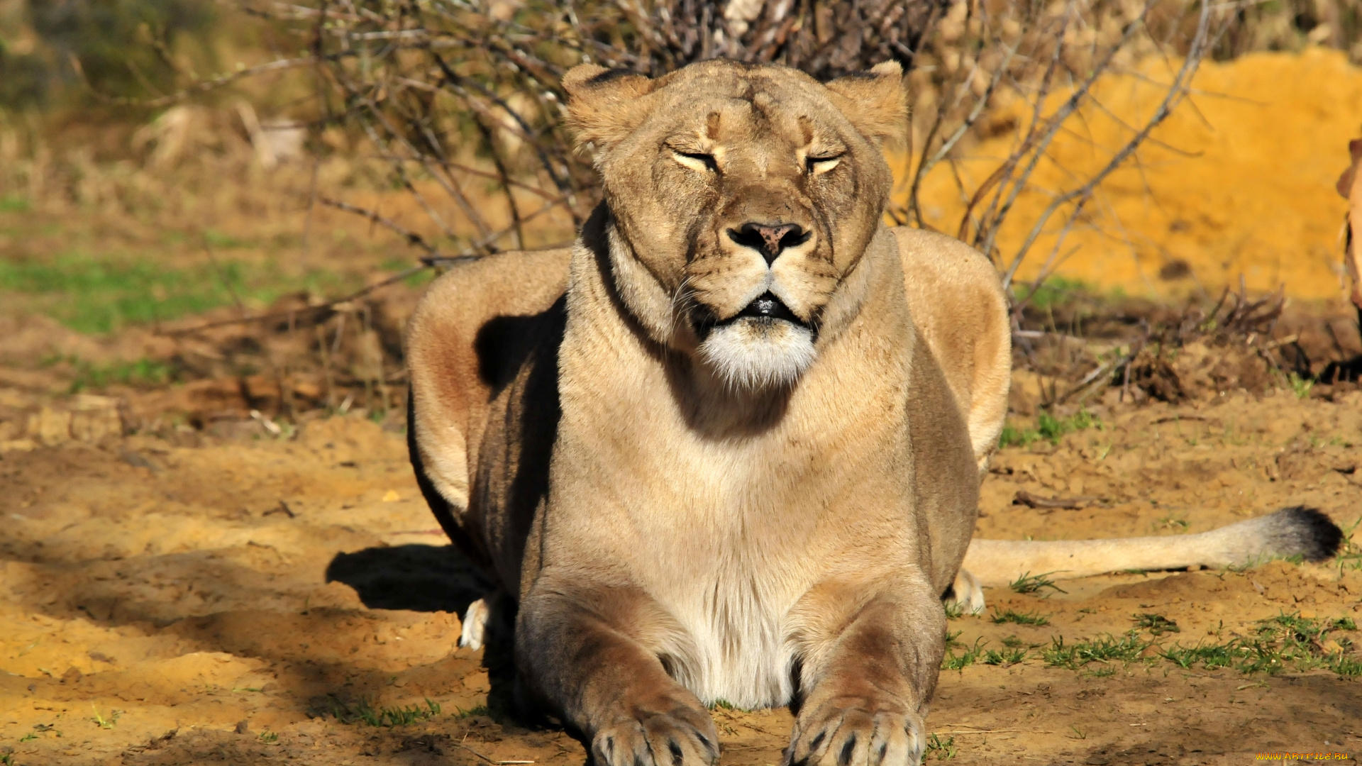животные, львы, солнце, сон, львица, отдых