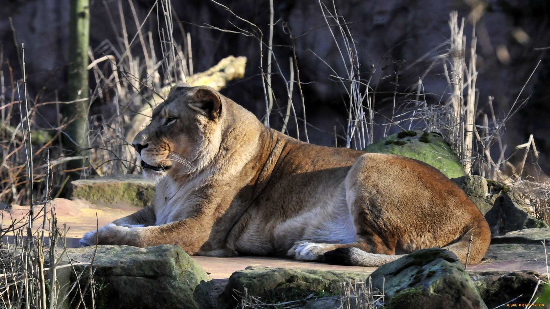 животные, львы, животное, лев, камни