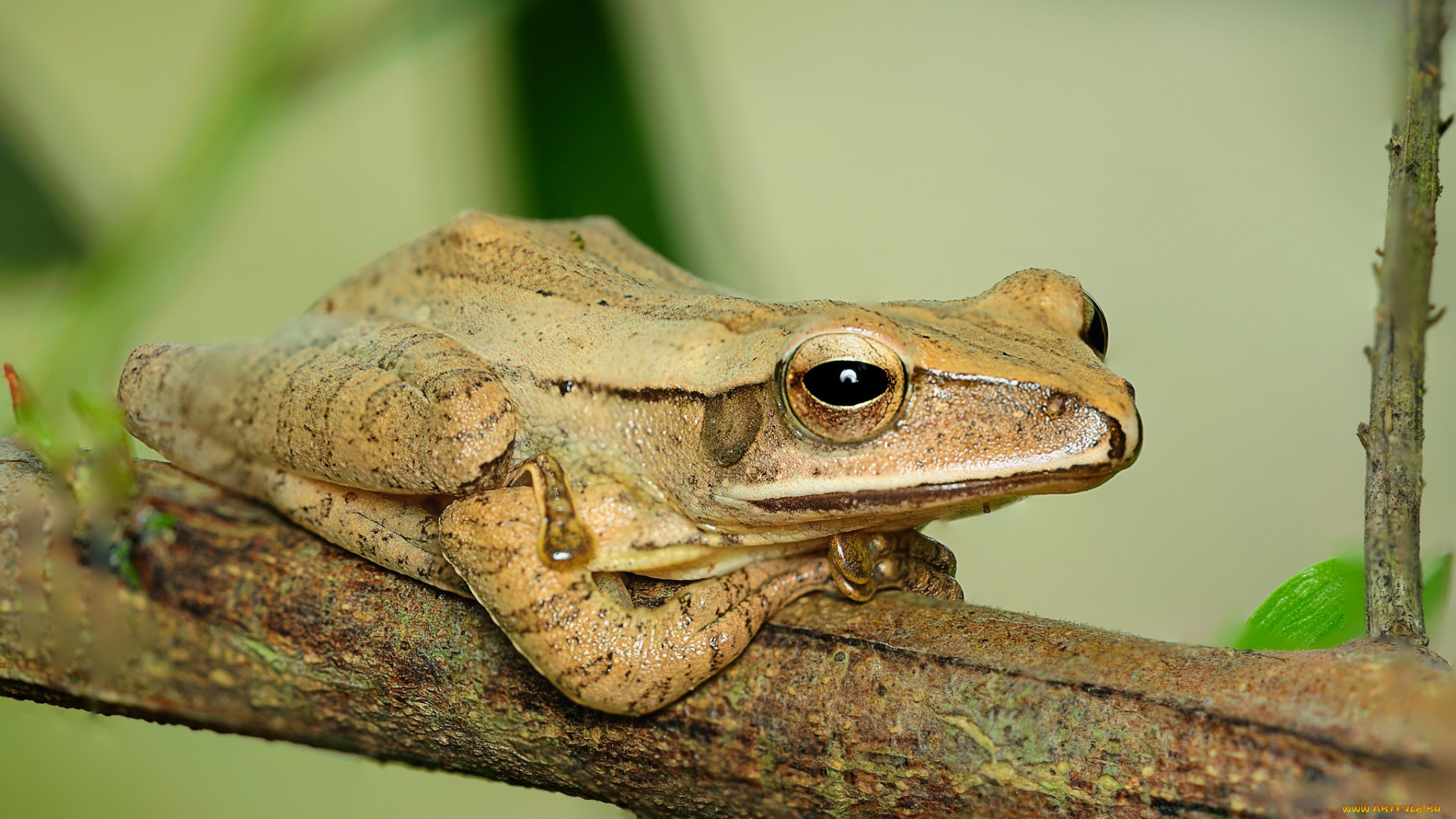 животные, лягушки, ветка, лягушка