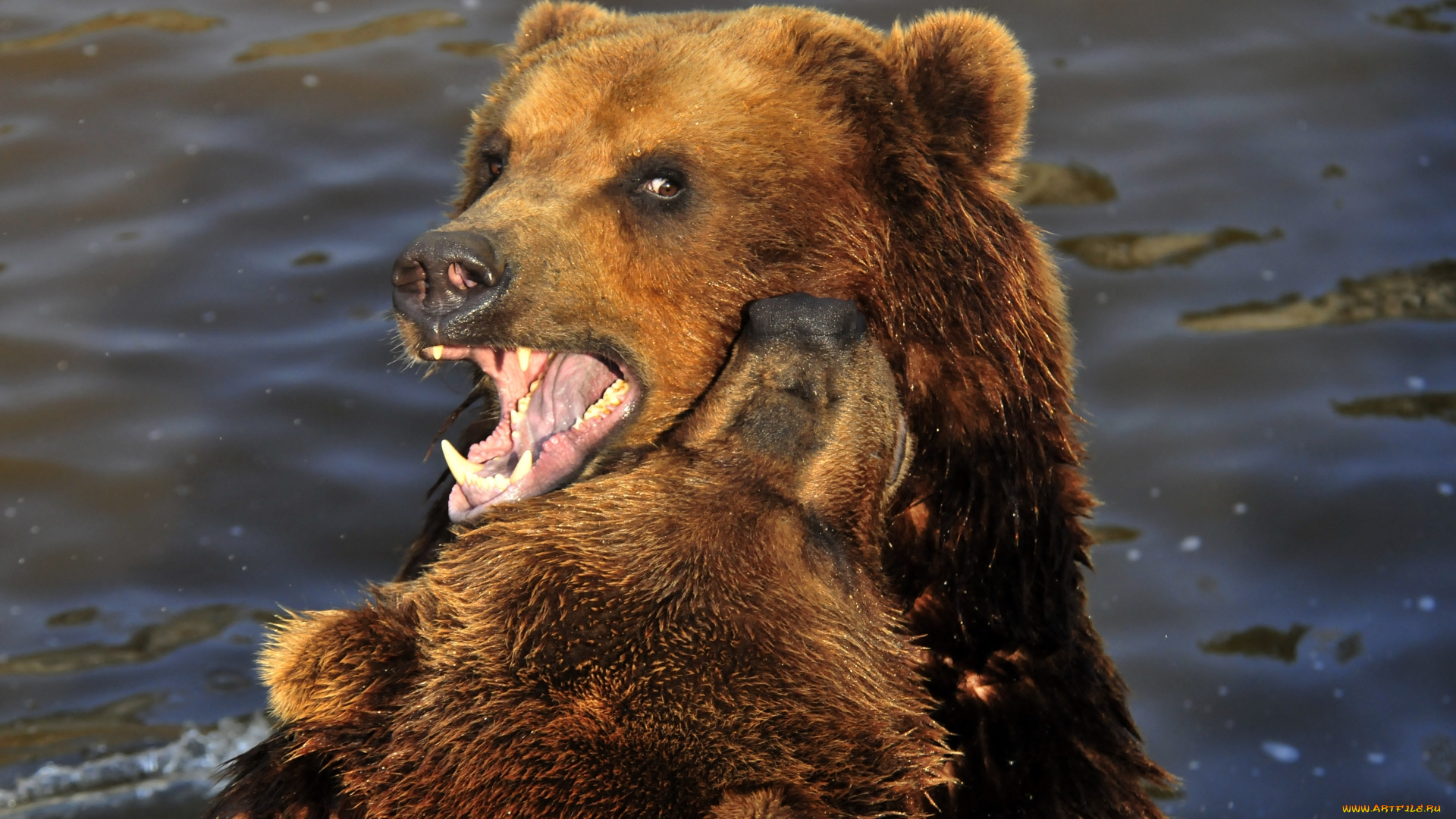 животные, медведи, игра, вода