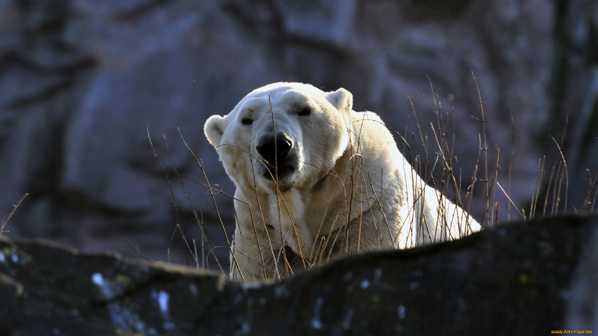животные, медведи, мишка, животное, камень