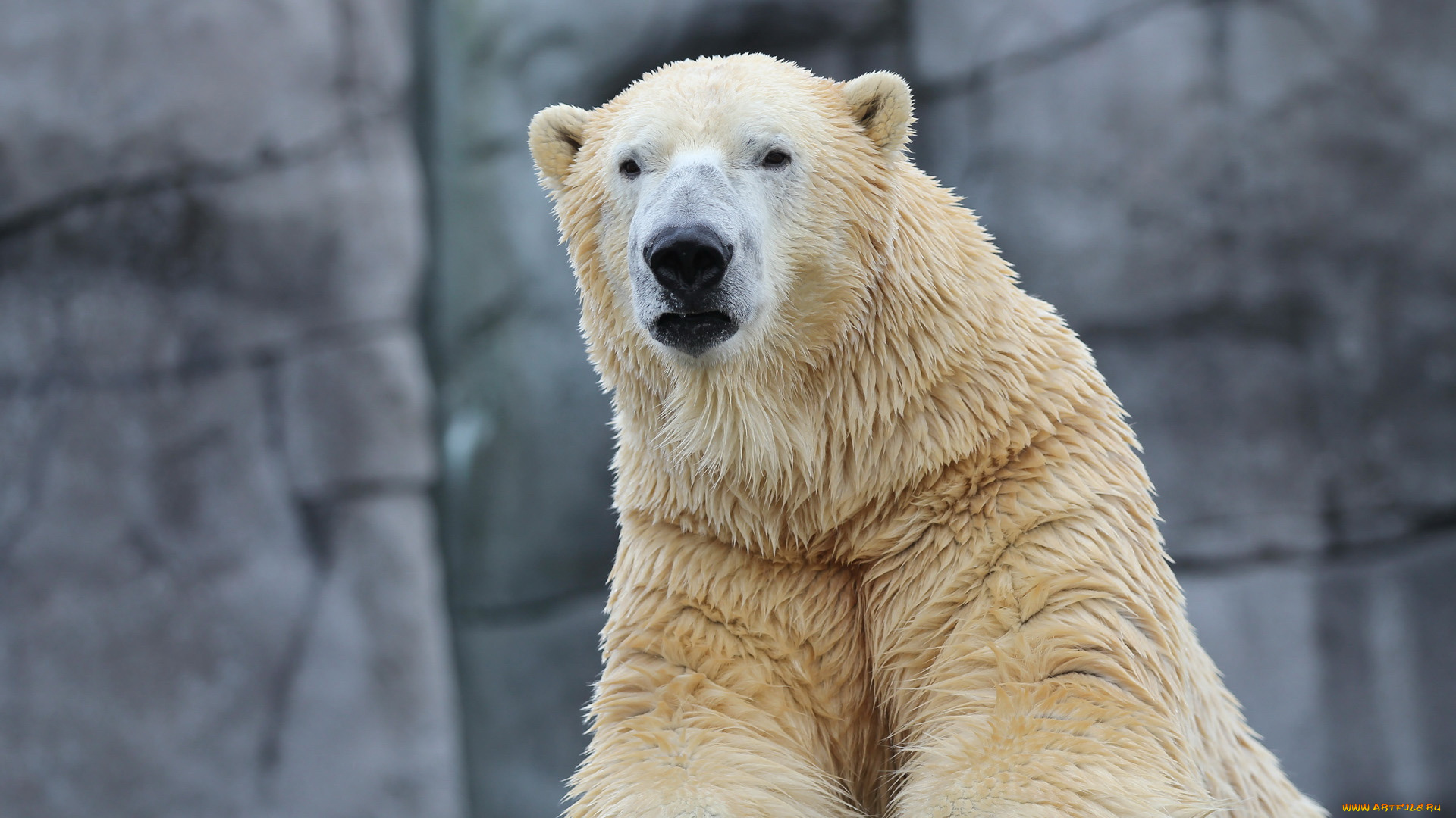 животные, медведи, морда