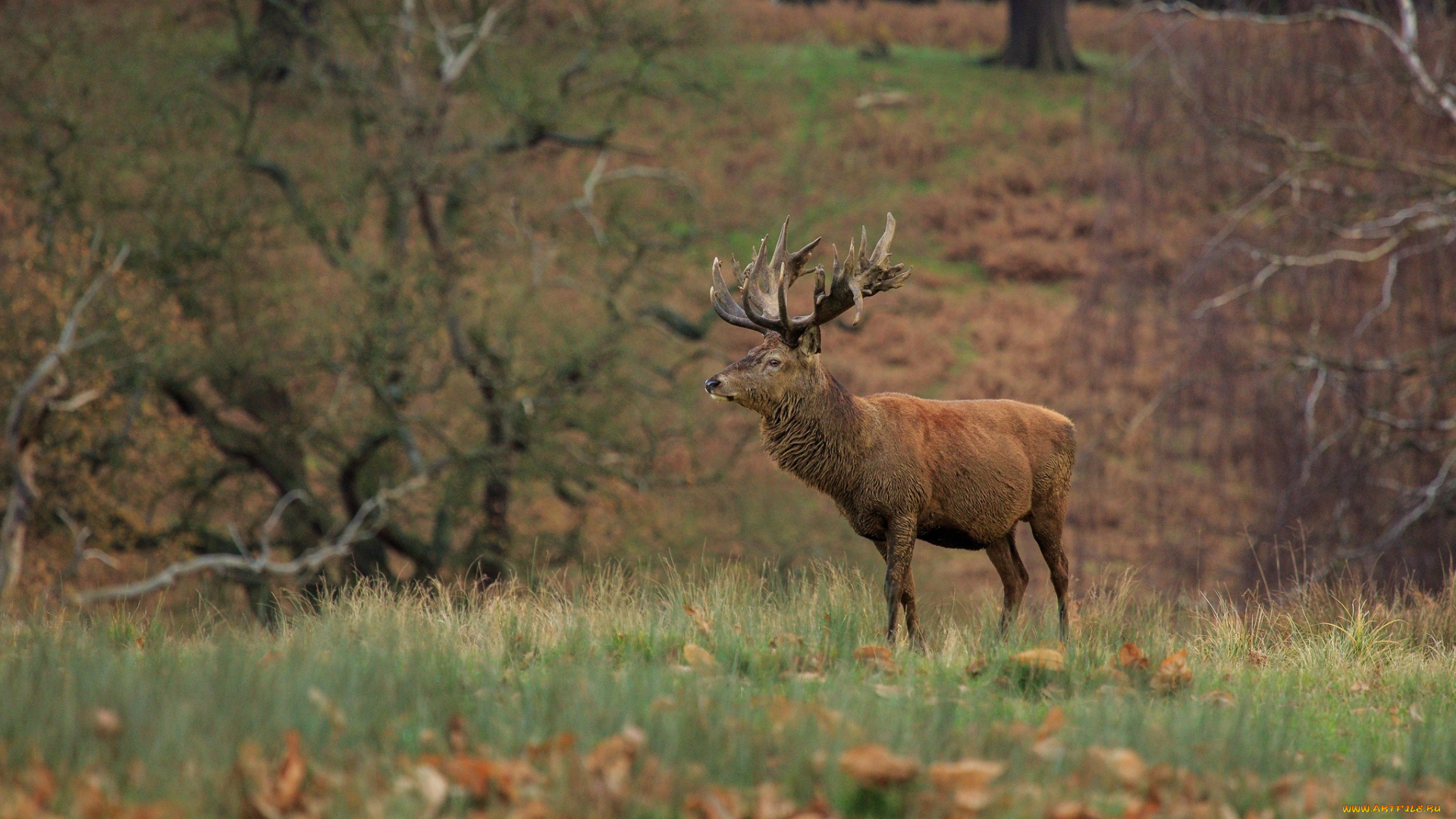 животные, олени, рога, лес, осень, красавец