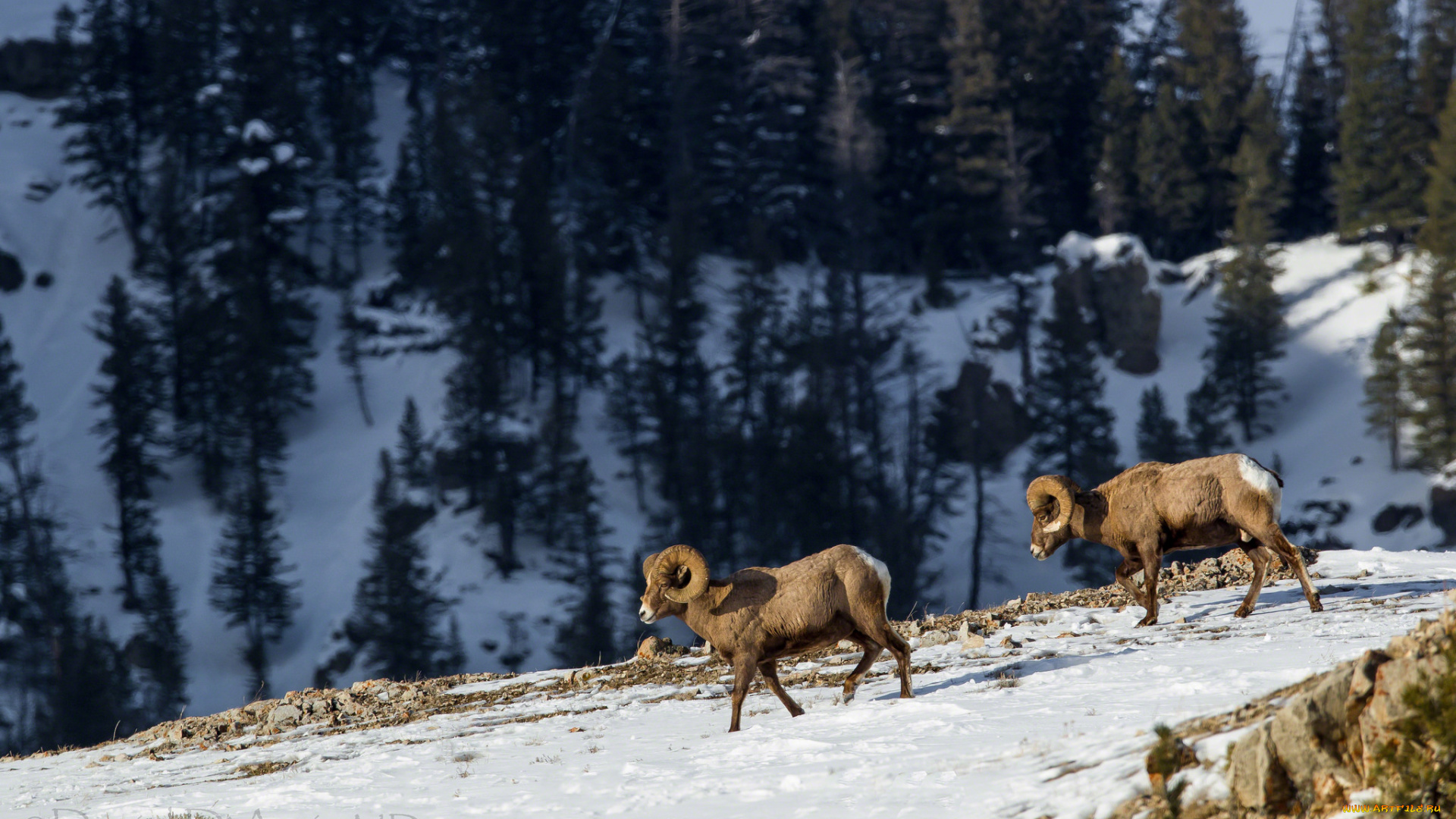 животные, овцы, , бараны, горы, рога