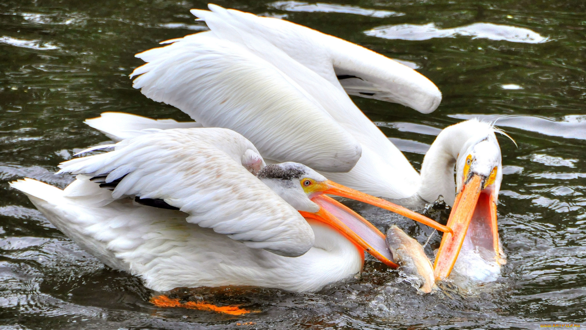 животные, пеликаны, птицы