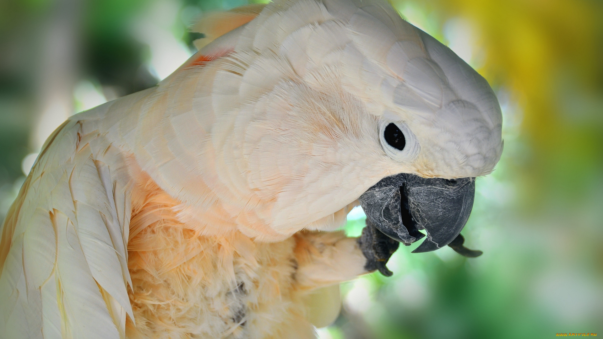 животные, попугаи, попугай, белый