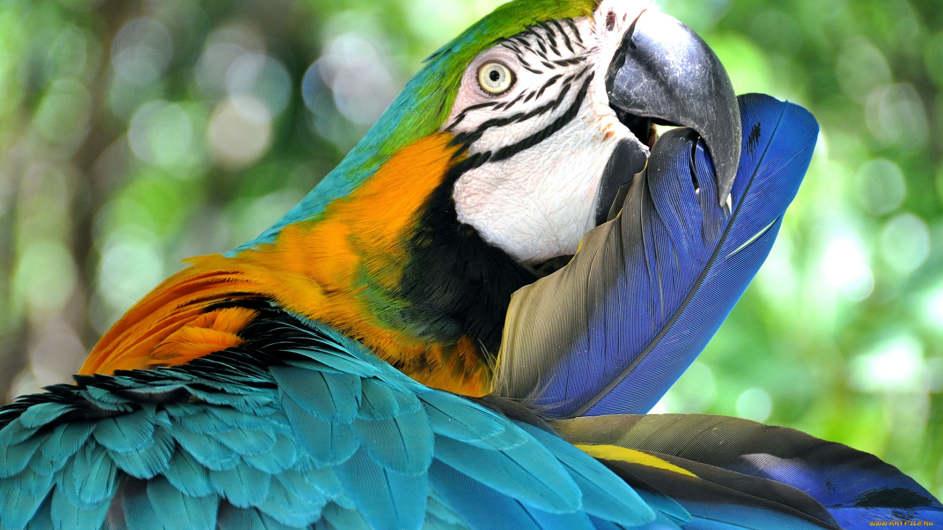 животные, попугаи, попугай, птица