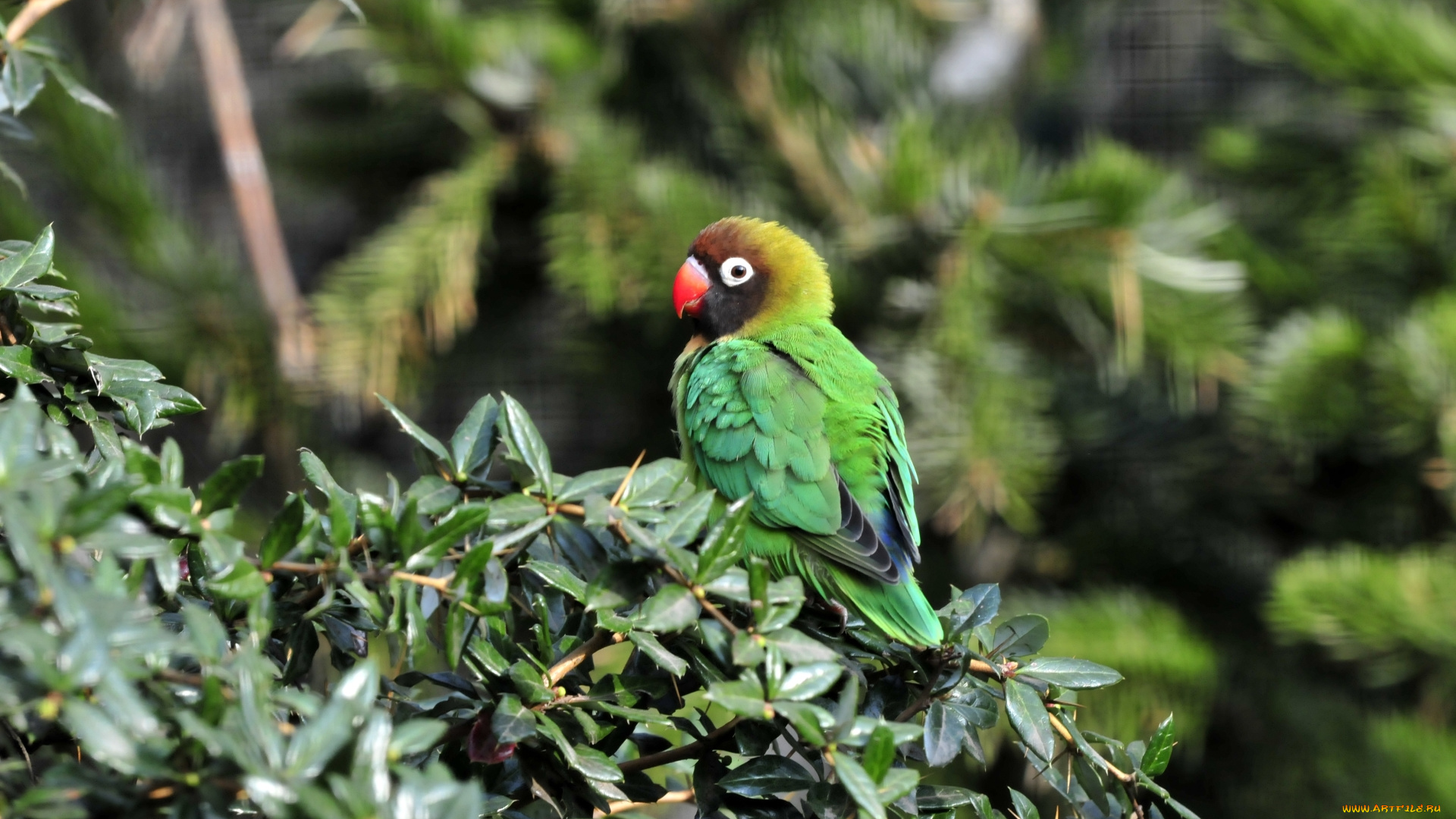 животные, попугаи, ветка, птица, листья, попугай