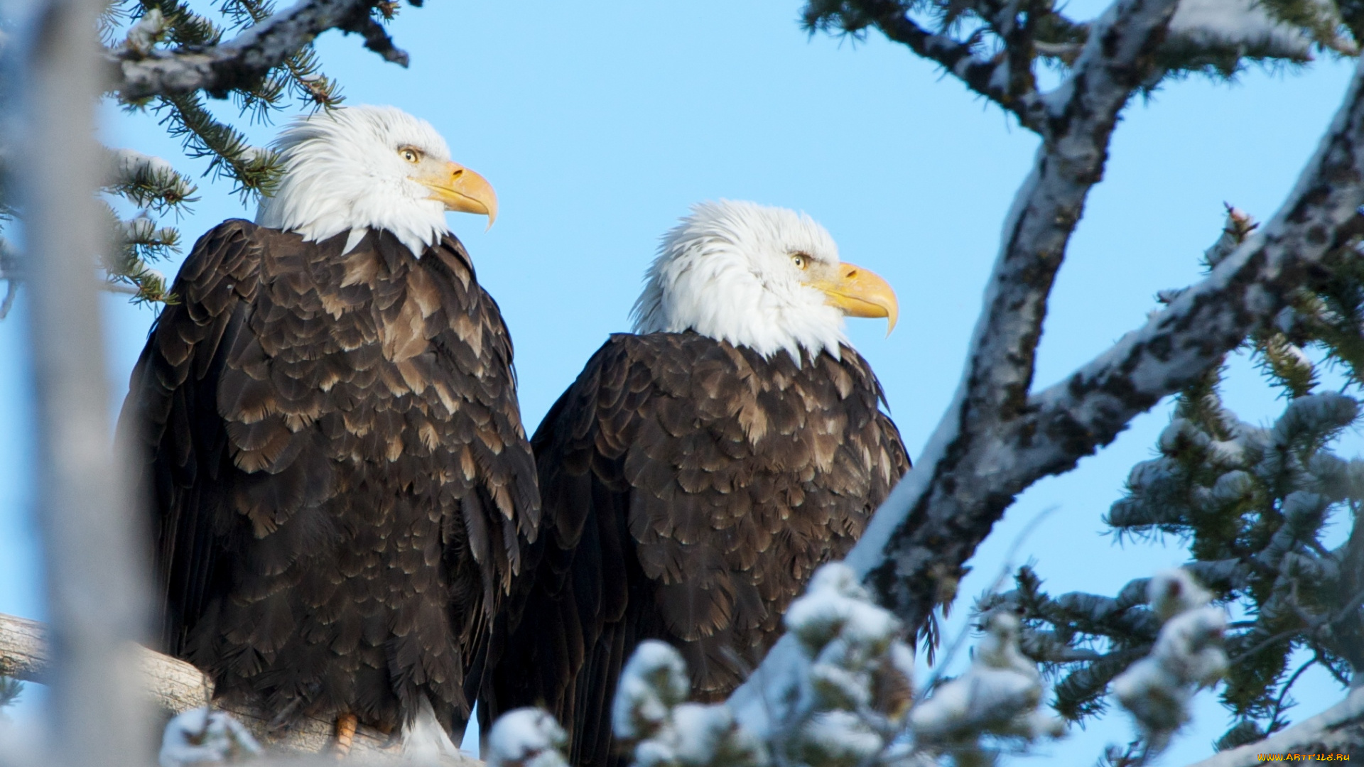 животные, птицы, -, хищники, орланы, 1920x1080