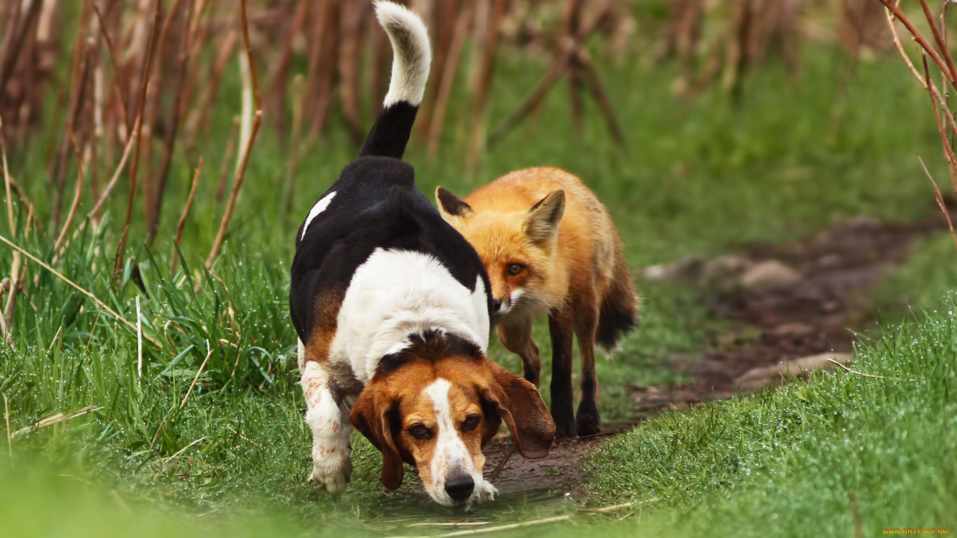 животные, разные, вместе, собака, лиса, трава, тропинка