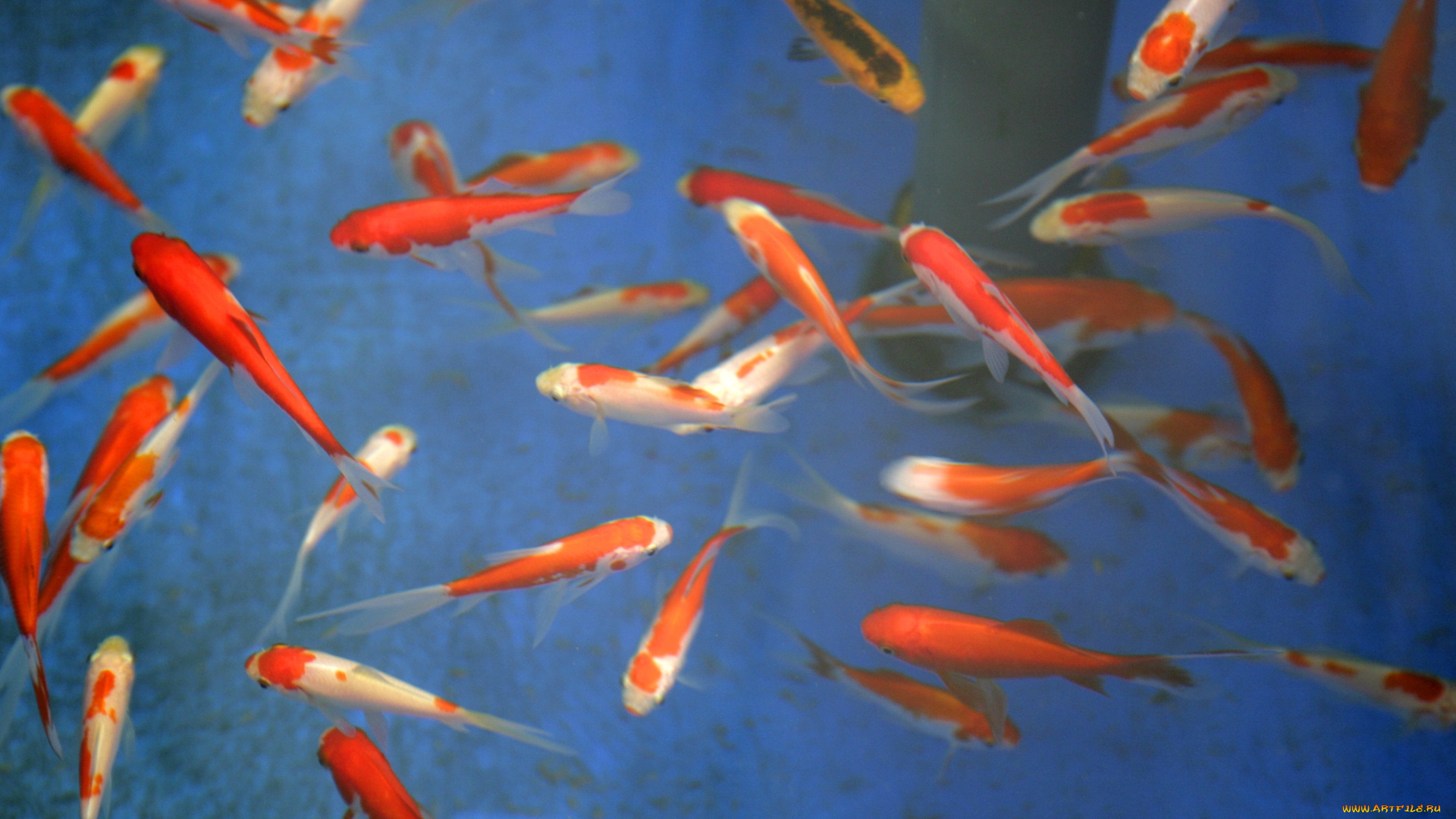 животные, рыбы, вода, окрас