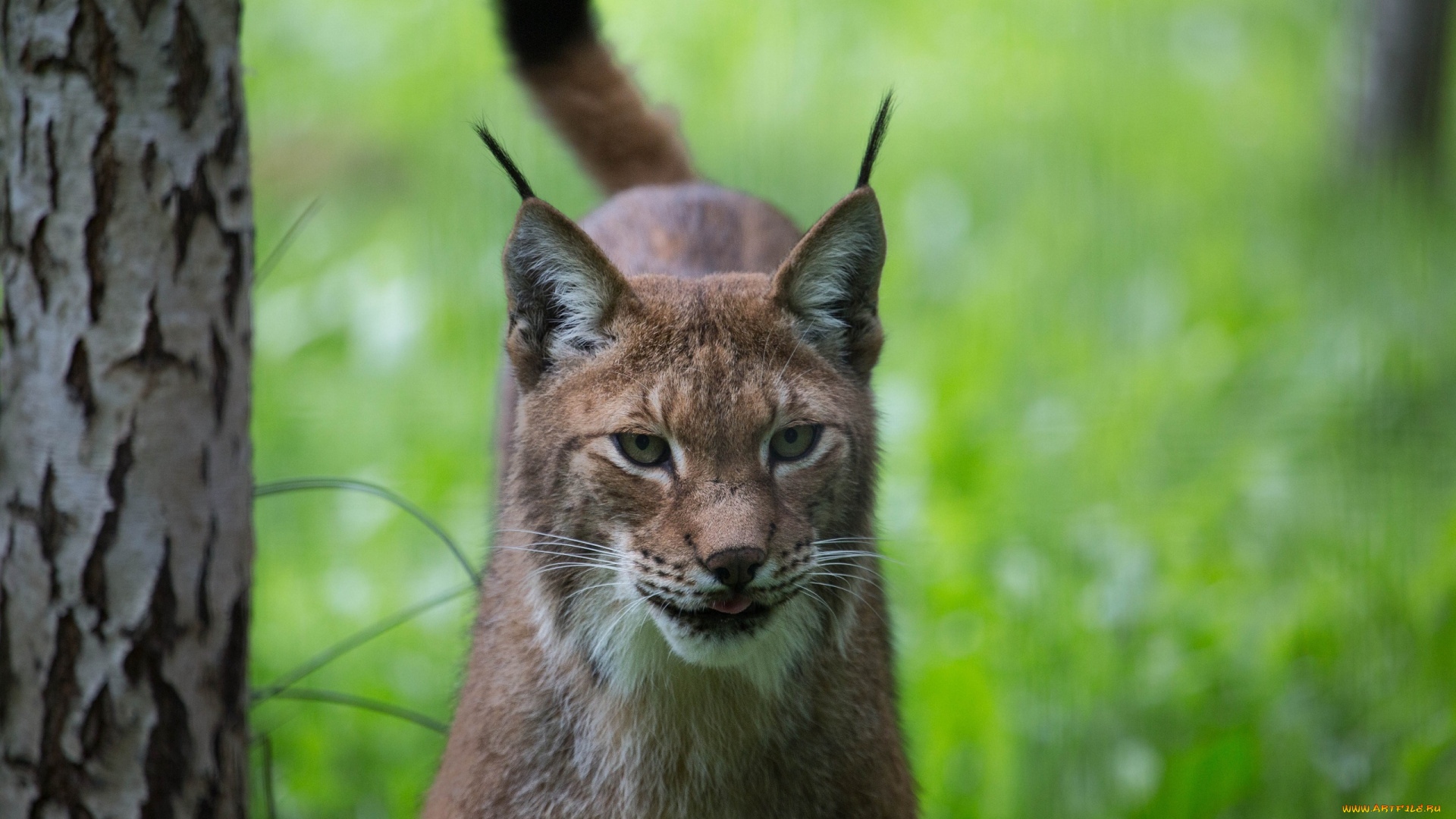 животные, рыси, морда, кошка