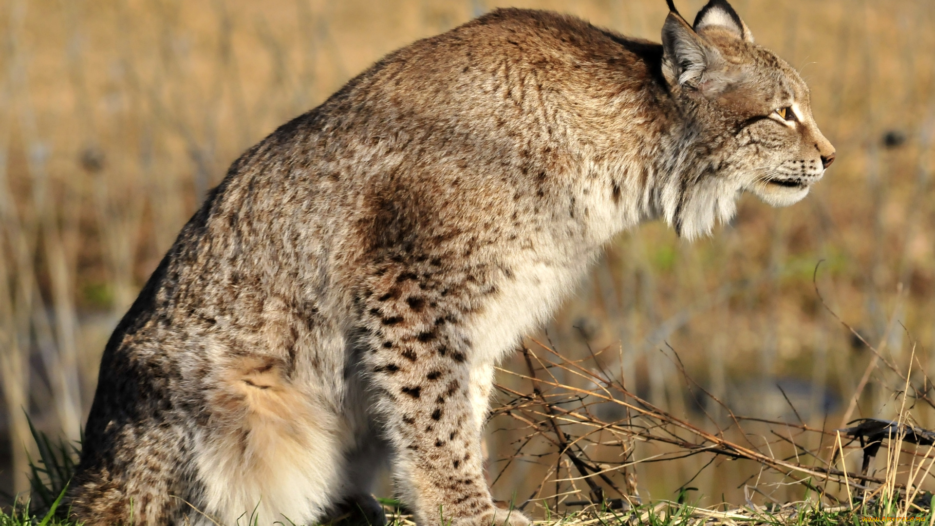 животные, рыси, рысь, животное