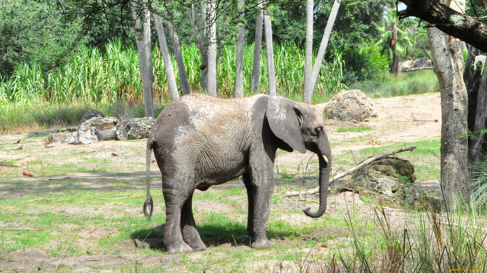 животные, слоны, слоненок, животное