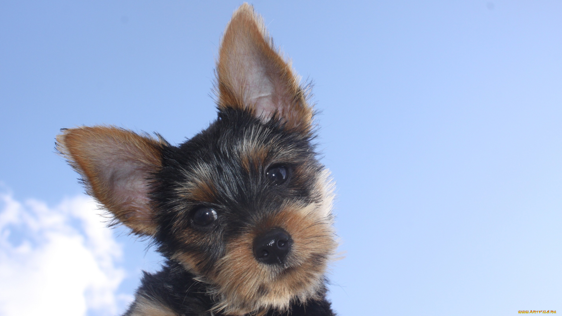 животные, собаки, лохматик, мордочка, небо, синива